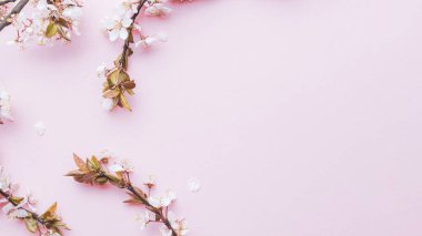 Bahar arkaplanı mayıs çiçekleri ve pembe arka planda Nisan çiçekleri. Yumuşak odaklı, çiçek açan kayısı makrosu dalları. Paskalya ve bahar tebrik kartları için. İlkbahar