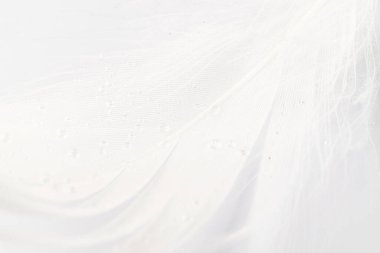 Tüy bayrağı. Makro fotoğrafçılıkta beyaz arka planda çok renkli pastel melek tüyü yakın plan dokusu. Yumuşak bulanık arkaplanda görkemli, sofistike, havadar, sanatsal görüntü