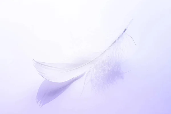 羽が平らだ マクロ写真 ソフトフォーカスの白い背景に多色のパステルエンジェルの羽のクローズアップテクスチャ ファッションカラートレンド春の夏 — ストック写真