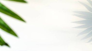 Soyut gölge yaz arkaplanı. Soyut tropikal güneş ışığı dokusuyla beyaz duvarda bitki yaprağı gölgeleri. Minimum konseptle tropik seyahat plajı. Düz palmiye doğası