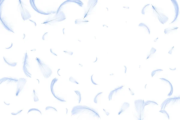 Feder Isoliert Abstrakte Vogelfeder Textur Nahaufnahme Fallen Auf Weißem Hintergrund — Stockfoto