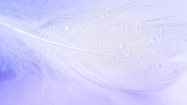 Tüy hava. Makro fotoğrafçılıkta beyaz arka planda çok renkli pastel melek tüyü yakın plan dokusu, yumuşak odak. Duyarlılık kavramı doğaya karşı duyarlılık