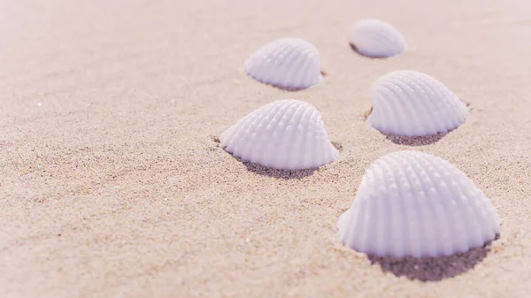 Mar Concha Com Conchas Conchas Areia Praia Oceânica Tropical Espaço — Fotografia de Stock