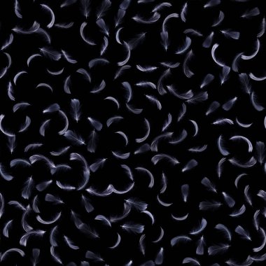 Tüy siyahı. Beyaz pastel melek tüyü kaplama dokusu dikişsiz duvar kağıdı için siyah arka plana düşüyor. Soyut. Açık mavi renk eğilimleri ve klasik