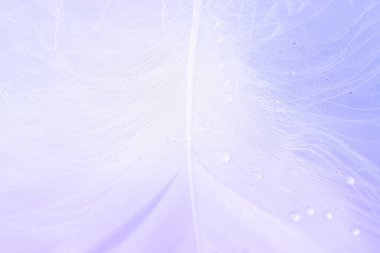 Tüy bayrağı. Makro fotoğrafçılıkta beyaz arka planda çok renkli pastel melek tüyü yakın plan dokusu. Yumuşak bulanık arkaplanda görkemli, sofistike, havadar, sanatsal görüntü