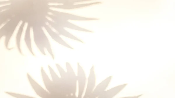 宇宙影夏の背景 抽象的な熱帯の日光の質感で白い壁に植物の葉の影 エキゾチックな旅行の概念 テキストのテンプレート背景 — ストック写真