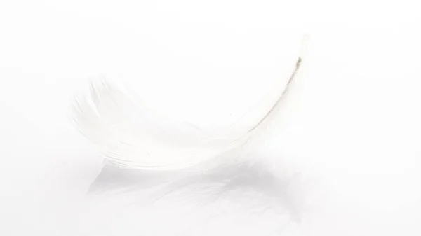 Fondo Plumas Textura Pluma Pájaro Natural Primer Plano Blanco Macrofotografía —  Fotos de Stock