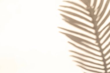 Çiçekler yaz arkaplanını gölgeliyor. Soyut tropikal güneş ışığı dokusuyla beyaz duvarda bitki yaprağı gölgeleri. Boş palmiye gölgesi sarı renk deseni