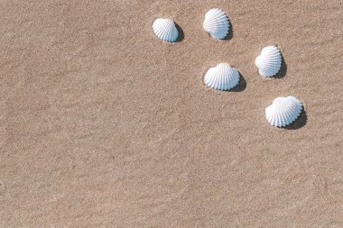 Yaz dönemi geçmişi. Deniz kabukları, kumsalda deniz kabukları. Metin için alanı olan tatil arkaplanı