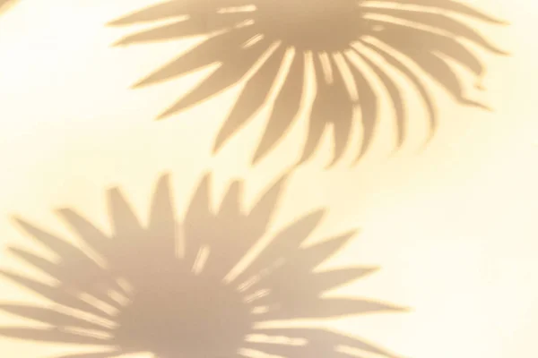 叶影夏景背景 热带抽象阳光质感中的白墙植物叶影 用于产品演示 背景和模型 阳光季节概念的覆盖 — 图库照片