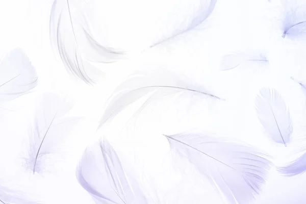 Шаблон Перьев Природа Птичье Перо Текстура Крупным Планом Белом Макрофотографии — стоковое фото