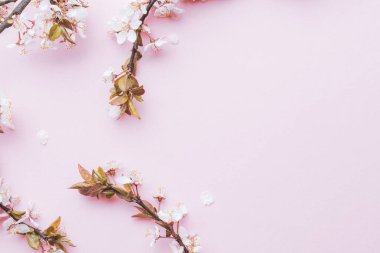 Bahar arkaplanı mayıs çiçekleri ve pembe arka planda Nisan çiçekleri. Yumuşak odaklı, çiçek açan kayısı makrosu dalları. Paskalya ve bahar tebrik kartları için. İlkbahar