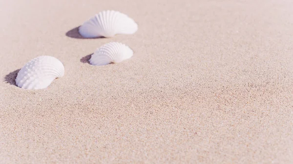 Summer Pattern Background Seashells Shells Sand Tropical Sea Beach Vacation — Stock Photo, Image