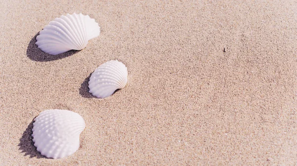 Mar Concha Com Conchas Conchas Areia Praia Oceânica Tropical Espaço — Fotografia de Stock