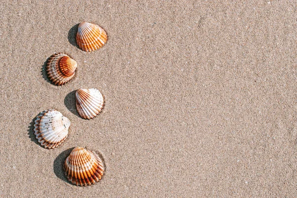 Hello Summer Seashells Starfish Sand Ocean Beach Background Экзотический Пляж — стоковое фото