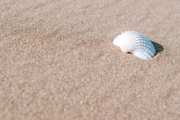 Fundo Conceito Verão Com Conchas Conchas Areia Praia Mar Tropical — Fotografia de Stock