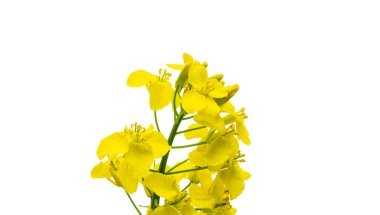 Canola izole edildi. Gözyaşı tohumu bitkisi, yeşil enerji için kolza kolza kolza tohumu. Sahadaki sağlıklı yiyecek yağı için sarı tecavüz çiçeği. Baharın altın çiçekleri