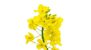 Canola izole edildi. Gözyaşı tohumu bitkisi, yeşil enerji için kolza kolza kolza tohumu. Sahadaki sağlıklı yiyecek yağı için sarı tecavüz çiçeği. Baharın altın çiçekleri