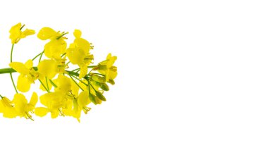 Kolza çiçeği. Sahadaki sağlıklı yiyecek yağı için sarı tecavüz çiçekleri. Yeşil enerji için kolza kanola tohumu. Sarı hardal bitkisi