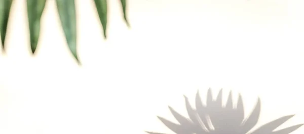 影自然夏の背景 抽象的な熱帯の日光のテクスチャで白い壁に植物の葉の影 最小限のコンセプトで熱帯の旅行ビーチ 平らなヤシの性質 — ストック写真