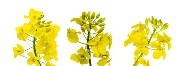 菜の花が孤立している フィールド上の健康的な食品油のための黄色の菜の花 菜種植物 緑のエネルギーのための菜種 ブラシカナプスの花 — ストック写真