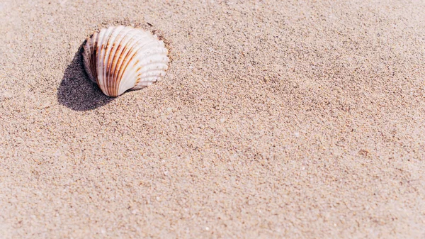 Shell Sea Seashells Shells Sand Ocean Beach Копирование Пространства Летних — стоковое фото