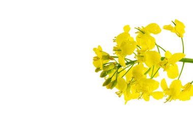 Colza çiçeği. Gözyaşı tohumu bitkisi, yeşil enerji için kolza kolza kolza tohumu. Sahadaki sağlıklı yiyecek yağı için sarı tecavüz çiçeği. Hardal Çiçeği Çiçeği