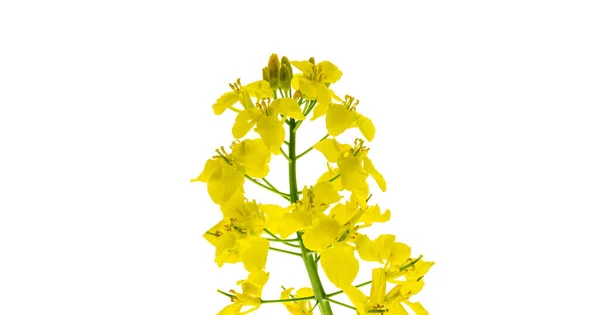 Canola Isolerad Rapsfröplanta Rybsfrö För Grön Energi Gul Rapsblomma För — Stockfoto