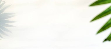 Uzay gölgesi yaz geçmişi. Soyut tropikal güneş ışığı dokusuyla beyaz duvarda bitki yaprağı gölgeleri. Egzotik seyahat kavramı. Metin ve duvar kağıdı için şablon arkaplanı