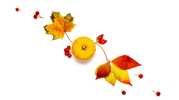 紅葉の秋 自然食品 オレンジカボチャの収穫 秋の乾燥葉 白い背景に孤立したローワンベリー 秋の情景 — ストック写真