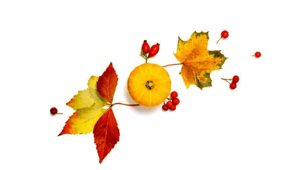 秋の葉の質感 自然食品 オレンジカボチャの収穫 秋の乾燥葉 白い背景に隔離されたローワンベリー 感謝祭 ハロウィンのコンセプト — ストック写真