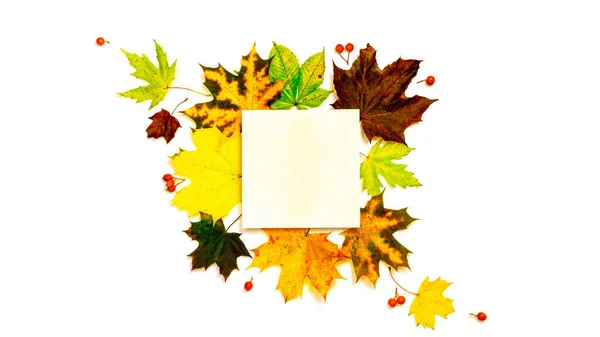 Осенние Листья Опадают Сушеные Зеленые Листья Желтые Листья Красные Ягоды — стоковое фото