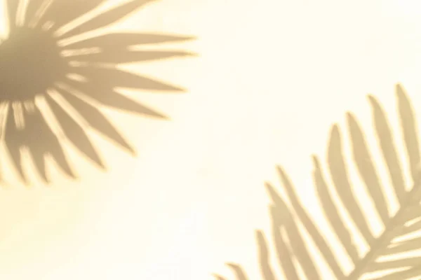 Квіти Тіні Літнього Фону Тіні Рослин Білій Стіні Абстрактній Тропічній — стокове фото