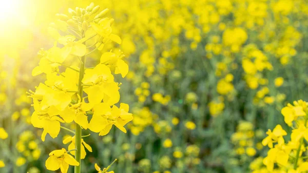 Canola Field Rapeseed Plant Colza Rapeseed Green Energy Yellow Rape — Stock Photo, Image