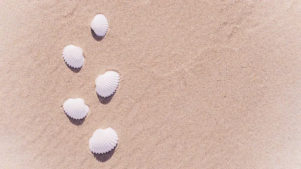 Conchas Isoladas Com Conchas Estrelas Mar Fundo Praia Oceano Areia — Fotografia de Stock