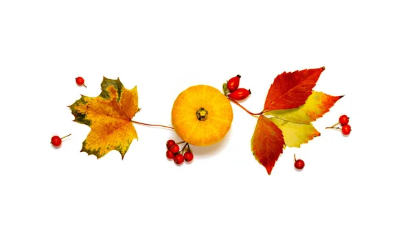 感謝祭の背景 秋の自然食品 オレンジカボチャの収穫 秋の乾燥葉 白い背景に孤立したローワンベリー 設計モックアップ — ストック写真