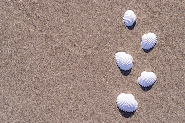 Shells Background Seashells Shells Sand Tropical Sea Beach Travel Concept — Stock Photo, Image
