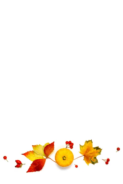 抽象的な秋 自然食品 オレンジカボチャの収穫 秋の乾燥葉 白い背景に隔離されたローワンベリー フラットレイアウト トップビュー コピースペース — ストック写真