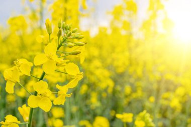 Canola sahasında. Gözyaşı tohumu bitkisi, yeşil enerji için kolza kolza kolza tohumu. Sahadaki sağlıklı yiyecek yağı için sarı tecavüz çiçeği. Baharın altın çiçekleri