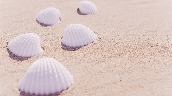 Shell Sea Seashells Shells Sand Ocean Beach Копирование Пространства Летних — стоковое фото