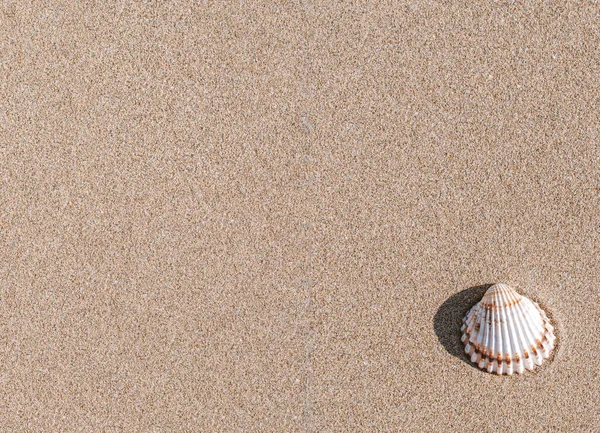 Cartaz Férias Verão Com Conchas Estrelas Mar Fundo Praia Oceano — Fotografia de Stock