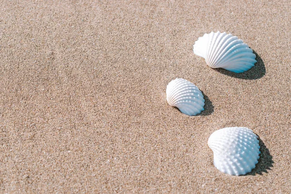 Summer Holiday Poster Seashells Starfishes Sand Ocean Beach Background Summer — Stock Photo, Image
