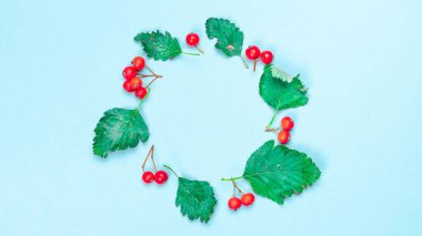 Sonbahar kompozisyonu. Yeşil kurumuş yapraklardan yapılmış çerçeve, pastel mavi arka planda izole edilmiş kırmızı meyveli Rowanlar. Kopya alanı olan düz sonbahar kompozisyonu