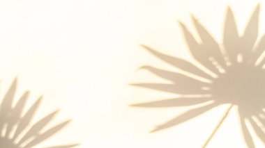 Çiçekler yaz arkaplanını gölgeliyor. Soyut tropikal güneş ışığı dokusuyla beyaz duvarda bitki yaprağı gölgeleri. Boş palmiye gölgesi sarı renk deseni