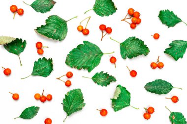 Yaprak sonbaharı. Doğa düzeni: kuru yapraklar, yeşil yapraklar, beyaz arka planda izole edilmiş portakal meyveleri. Balkabaklarının şenlikli sonbahar dekoru