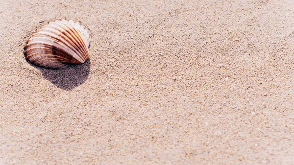 Summer Sale Seashells Starfishes Sand Ocean Beach Background Tranquil Beach — Stock Photo, Image