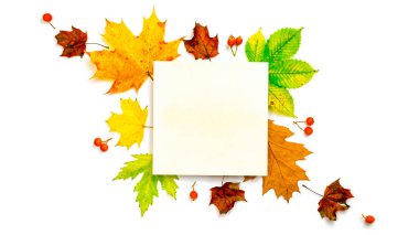 Sonbahar yaprakları düşer. Kurumuş yeşil yapraklar, sarı yapraklar ve kırmızı böğürtlenler beyaz arka planda izole edilmiş ve mesaj için boş alan var. Yaratıcı Üst Görünüm düz sonbahar kompozisyonu