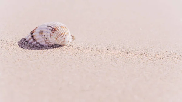 Olá Verão Com Conchas Estrelas Mar Areia Fundo Praia Oceano — Fotografia de Stock