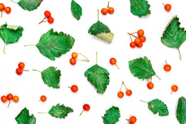 Sonbahar yatağı. Doğa düzeni: kuru yapraklar, yeşil yapraklar, beyaz arka planda izole edilmiş portakal meyveleri. Düz yatış, üst görünüm