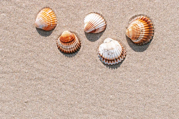 Summer Pattern Background Seashells Shells Sand Tropical Sea Beach Vacation — Stock Photo, Image